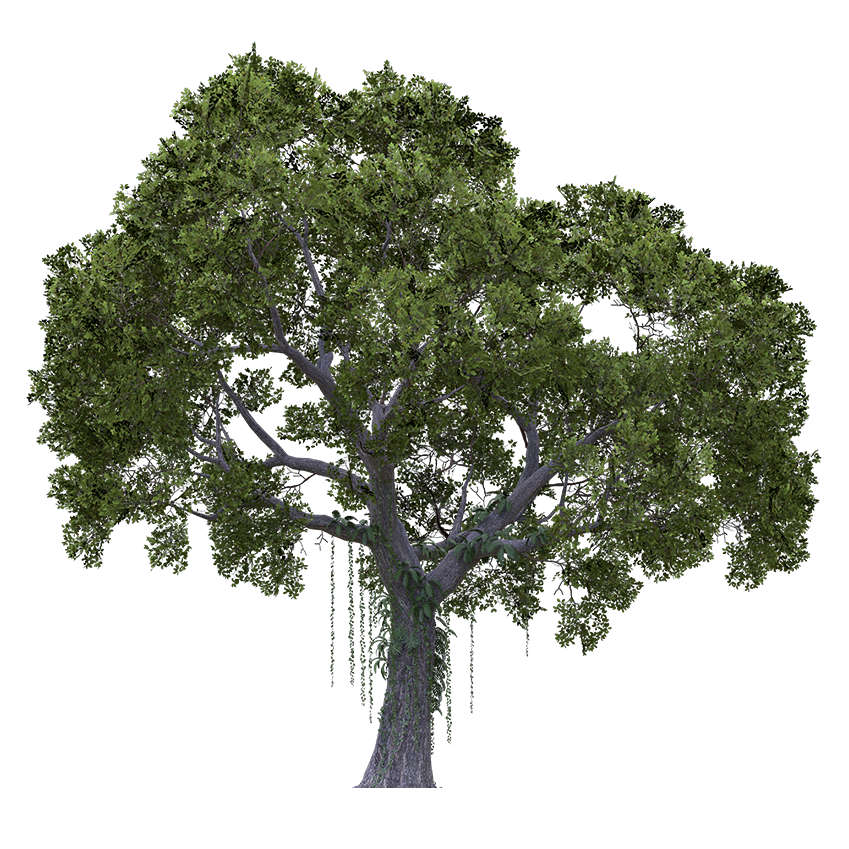 Diospyros ebenum - Ebony Tree